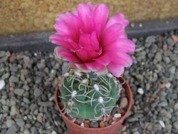 Gymnocalycium denudatum Jan Šuba, pot 5,5 cm - 12405264