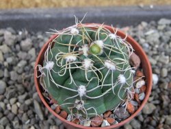 Gymnocalycium denudatum Jan Šuba, pot 5,5 cm - 12405265