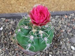 Gymnocalycium denudatum Jan Šuba, pot 5,5 cm - 12405266