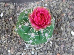 Gymnocalycium denudatum Jan Šuba, pot 5,5 cm - 12405267