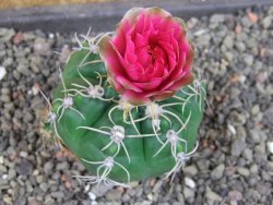 Gymnocalycium denudatum Jan Šuba, pot 5,5 cm - 12405268