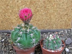 Gymnocalycium denudatum Jan Šuba, pot 5,5 cm - 12405271