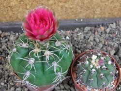 Gymnocalycium denudatum Jan Šuba, pot 5,5 cm - 12405272