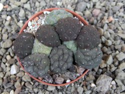 Puna bonniae inermis, pot 5,5 cm - 12405273