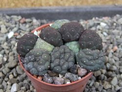 Puna bonniae inermis, pot 5,5 cm