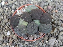 Puna bonniae inermis, pot 5,5 cm - 12405275
