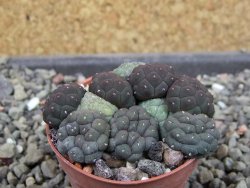 Puna bonniae inermis, pot 5,5 cm - 12405276