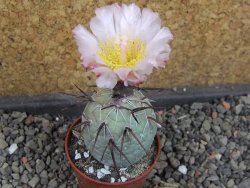 Tephrocactus geometricus, pot 5,5 cm