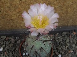 Tephrocactus geometricus, pot 5,5 cm - 12405283