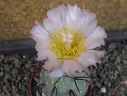 Tephrocactus geometricus, pot 5,5 cm - 12405284