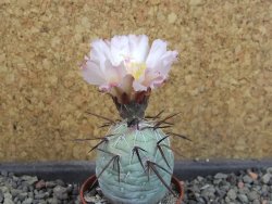 Tephrocactus geometricus, pot 5,5 cm - 12405285
