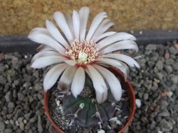 Gymnocalycium vatteri unguispinum, pot 5,5 cm