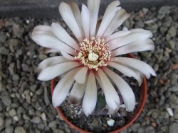 Gymnocalycium vatteri unguispinum, pot 5,5 cm - 12405293