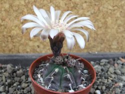 Gymnocalycium vatteri unguispinum, pot 5,5 cm - 12405294