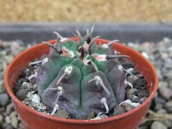 Gymnocalycium vatteri unguispinum, pot 5,5 cm - 12405295
