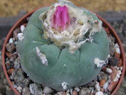 Lophophora fricii pot 6,5 cm
