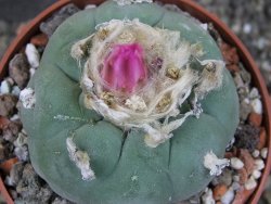 Lophophora fricii pot 6,5 cm - 12405305