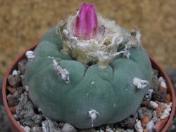 Lophophora fricii pot 6,5 cm - 12405306