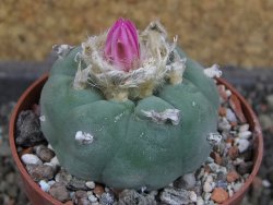 Lophophora fricii pot 6,5 cm - 12405307