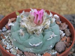 Lophophora fricii pot 6,5 cm