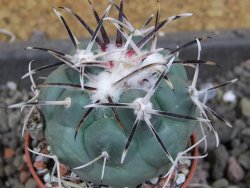 Coryphantha poselgeriana valida El Hundido pot 5,5 cm