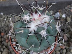 Coryphantha poselgeriana valida El Hundido pot 5,5 cm - 12405312