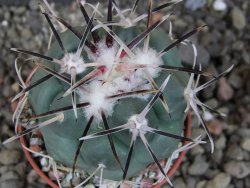 Coryphantha poselgeriana valida El Hundido pot 5,5 cm - 12405313