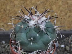 Coryphantha poselgeriana valida El Hundido pot 5,5 cm - 12405314
