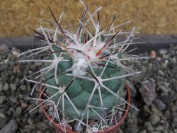Coryphantha poselgeriana valida El Hundido pot 5,5 cm