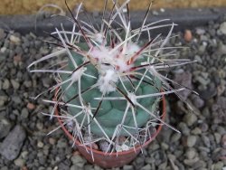 Coryphantha poselgeriana valida El Hundido pot 5,5 cm - 12405316