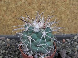 Coryphantha poselgeriana valida El Hundido pot 5,5 cm - 12405317