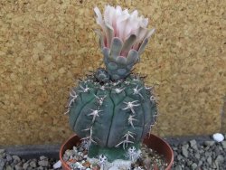 Gymnocalycium spegazzinii unguispinum SL 44b, pot 8,5 cm - 12405324