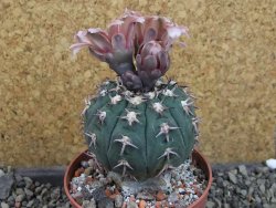 Gymnocalycium spegazzinii unguispinum SL 44b, pot 8,5 cm - 12405328