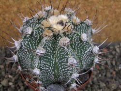 Astrophytum  niveum X red červený květ, akabana, pot 9 cm - 12405339