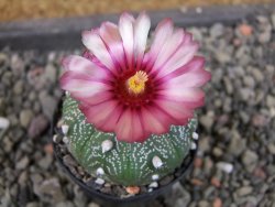 Astrophytum  asterias X red červený květ, akabana, pot 5,5 cm