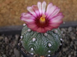 Astrophytum  asterias X red červený květ, akabana, pot 5,5 cm - 12405342