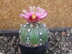 Astrophytum  asterias X red červený květ, akabana, pot 5,5 cm - 12405343