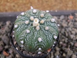 Astrophytum  asterias X red červený květ, akabana, pot 5,5 cm - 12405344