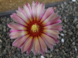 Astrophytum  asterias X red červený květ, akabana, pot 5,5 cm - 12405346