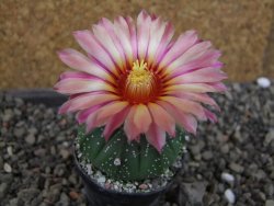 Astrophytum  asterias X red červený květ, akabana, pot 5,5 cm - 12405347