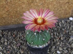 Astrophytum  asterias X red červený květ, akabana, pot 5,5 cm - 12405348