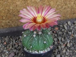 Astrophytum  asterias X red červený květ, akabana, pot 5,5 cm - 12405349