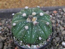 Astrophytum  asterias X red červený květ, akabana, pot 5,5 cm - 12405351