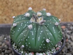 Astrophytum  asterias X red červený květ, akabana, pot 5,5 cm - 12405352