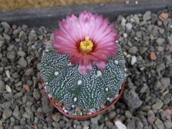 Astrophytum  asterias X red červený květ, akabana, pot 5,5 cm - 12405353