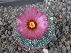 Astrophytum  asterias X red červený květ, akabana, pot 5,5 cm