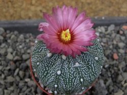 Astrophytum  asterias X red červený květ, akabana, pot 5,5 cm - 12405355