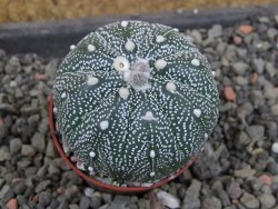 Astrophytum  asterias X red červený květ, akabana, pot 5,5 cm - 12405356