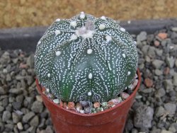 Astrophytum  asterias X red červený květ, akabana, pot 5,5 cm - 12405357