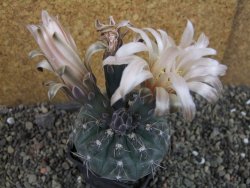 Gymnocalycium berchtii Chaňares, San Luis, pot 7 cm